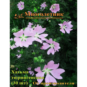 Хатьма тюрингенская, лаватера Хатьма тюрингенская, лаватера