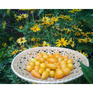 Томаты (помидоры) "Желтая груша"