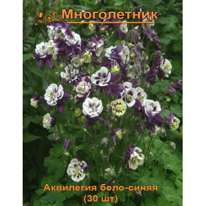 Аквилегия бело-синяя