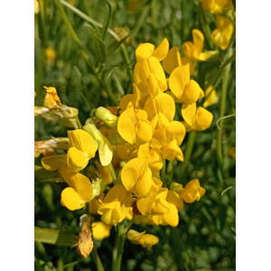 Горошек многолетний, желтый, чина луговая Горошек многолетний, желтый, чина луговая