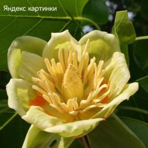 Лериодендрон, тюльпановое дерево Лериодендрон, тюльпановое дерево