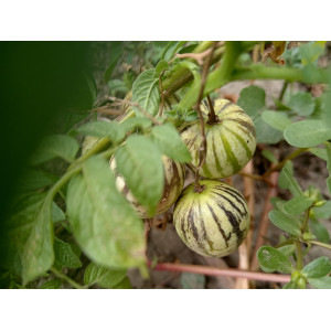 Дзимбало, солянум (7 шт) Дзимбало, солянум (7 шт)