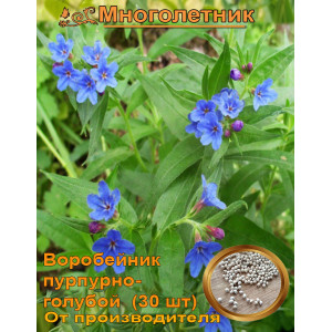 Воробейник пурпурно-голубой