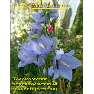 Колокольчик персиколистный, голубой Колокольчик персиколистный, голубой
