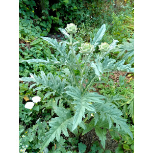 Артишок (10 шт) Артишок (10 шт)