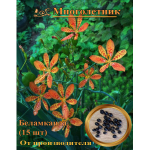 Беламканда китайская
