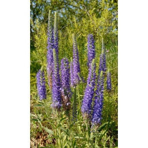 Вероника колосковая Вероника колосковая