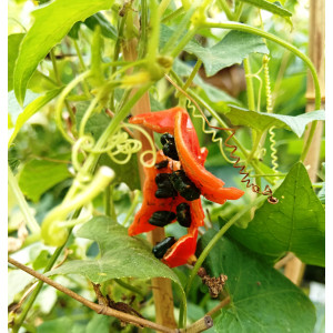 Гимнопеталум китайский (5 шт). Гимнопеталум китайский (5 шт).