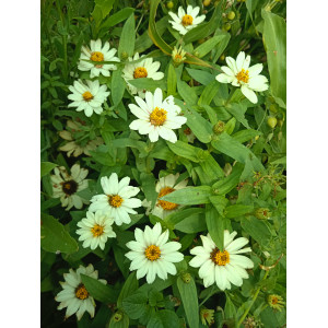 Цинния карликовая "Захара" (10 шт) Цинния карликовая "Захара" (10 шт)