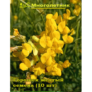 Горошек многолетний, желтый, чина луговая