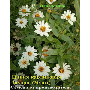 Цинния карликовая "Захара"