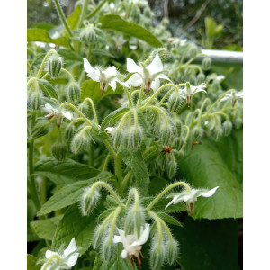 Бораго, огуречная трава белое (10 шт)