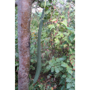 Люффа остроребристая, мочалка