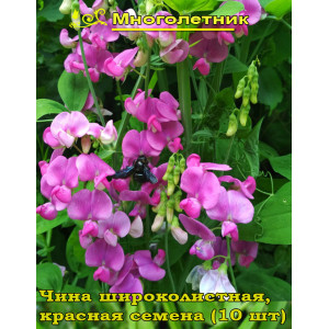 Горошек многолетний, красный, чина широколистная