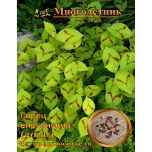 Горец виргинский