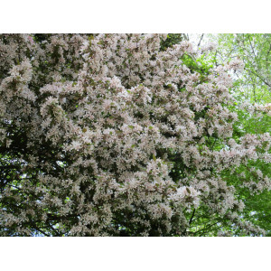 Яблоня декоративная