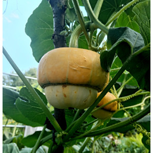 Тыква декоративная "Турецкая чалма" Тыква декоративная "Турецкая чалма"
