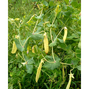 Горошек зеленый "Голден Свифт" (5 шт) Горошек зеленый "Голден Свифт" (5 шт)