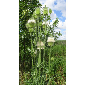 Ворсянка разрезная, или ворсовальная шишка, ворсовка 