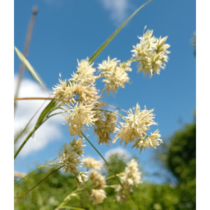 Ожика снежно-белая Ожика снежно-белая