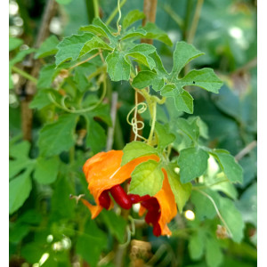 Момордика мини (2 шт)