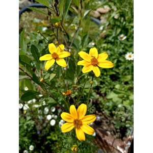 Биденс, череда феруллолистная