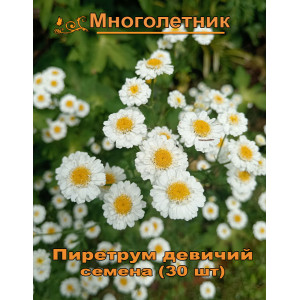Пиретрум девичий махровый Пиретрум девичий махровый