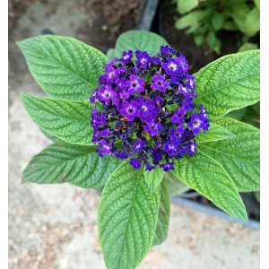 Гелиотроп (10 шт)