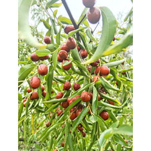 Зизифус настоящий, унаби, китайский финик Зизифус настоящий, унаби, китайский финик