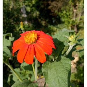 Титония, мексиканский подсолнух (20 шт) Титония, мексиканский подсолнух (20 шт)