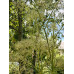 Валериана лекарственная Валериана лекарственная