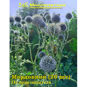 Мордовник