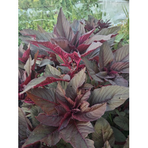 Амарант метельчатый Амарант метельчатый