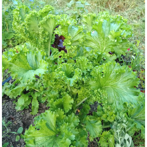 Горчица салатная "Волнушка" (40 шт) Горчица салатная "Волнушка" (40 шт)