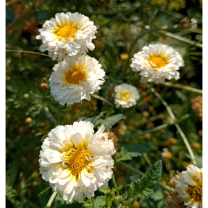 Хризантема овощная "Мираж" (40 шт) Хризантема овощная "Мираж" (40 шт)