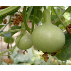 Лагенария мини (5 шт.)