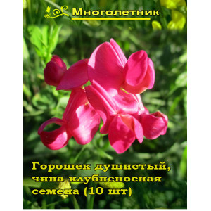 Горошек душистый, чина клубненосная