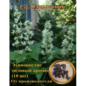 Эхиноцистис лопастный