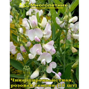 Горошек многолетний, розовый, чина широколистная
